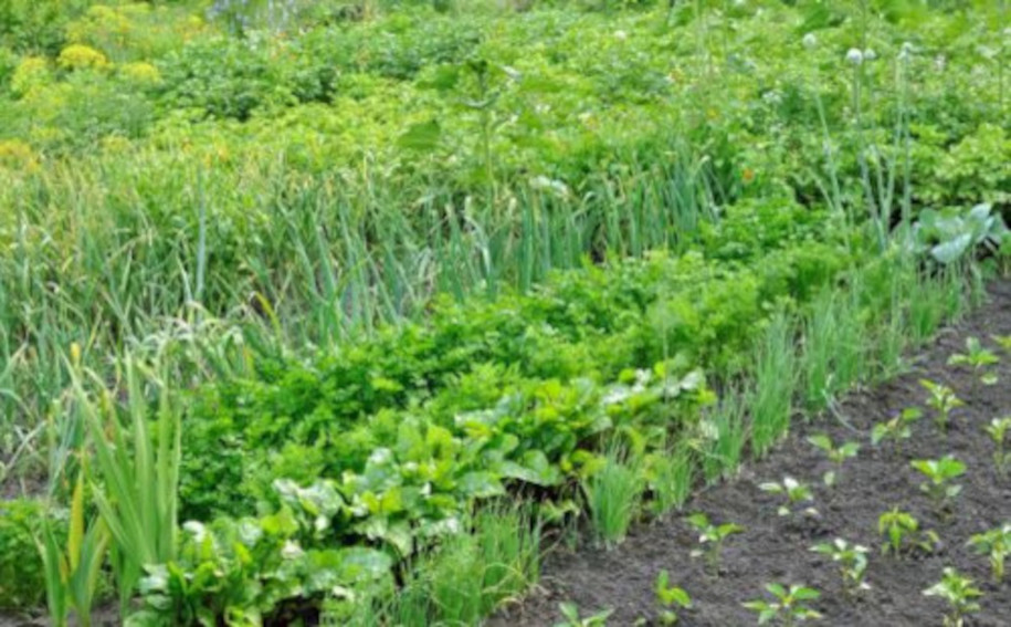 3 JARDINS DE LA BIBLE